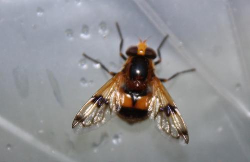 Volucella inflata